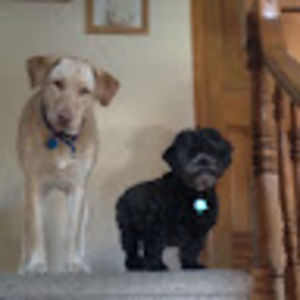 Meet your Posher, Joanie